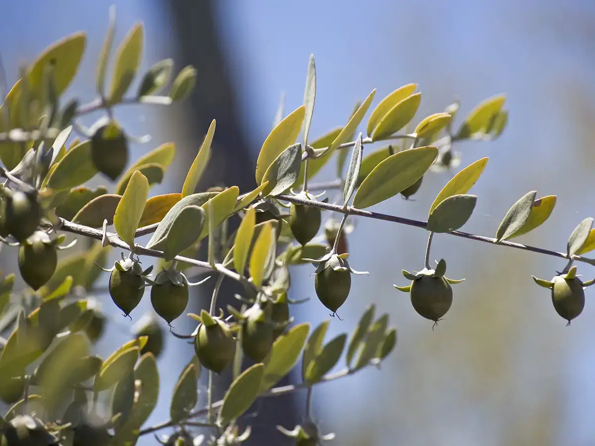 Jojoba branch with ripening seed pods