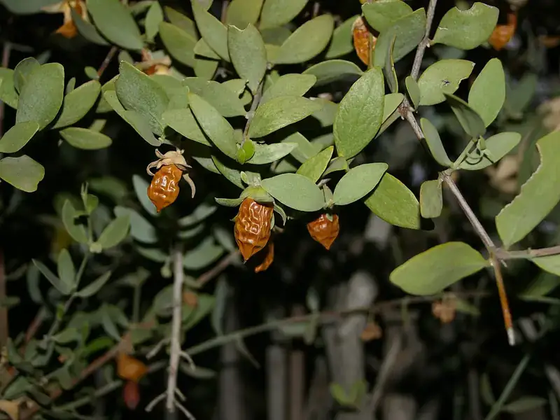 Ripe jojoba pods before harvest